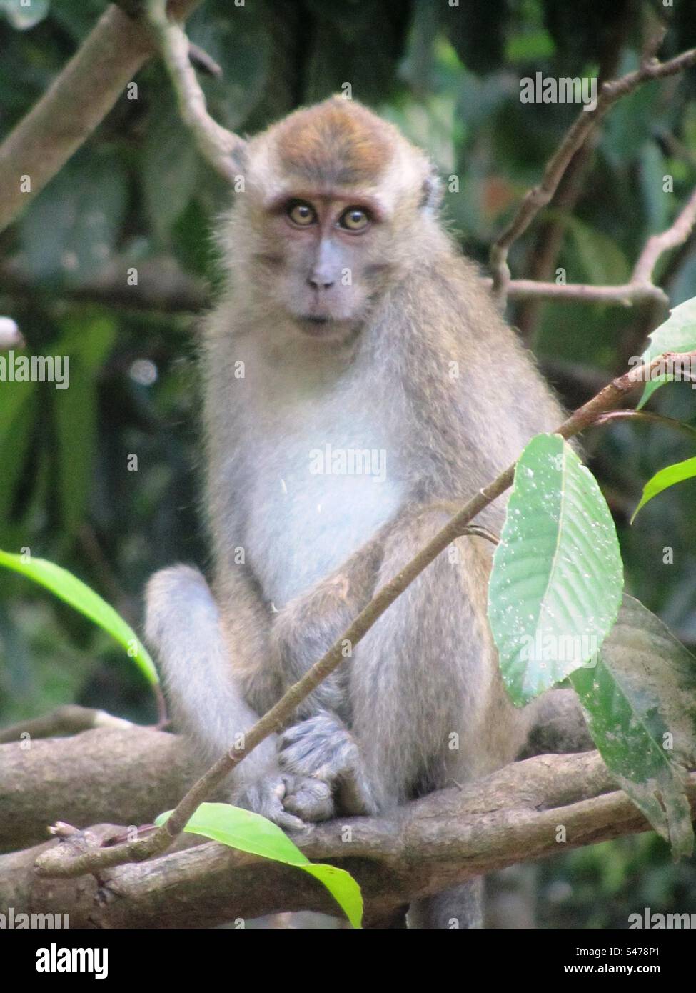 Monkey - Smartphone Captured Stock Image