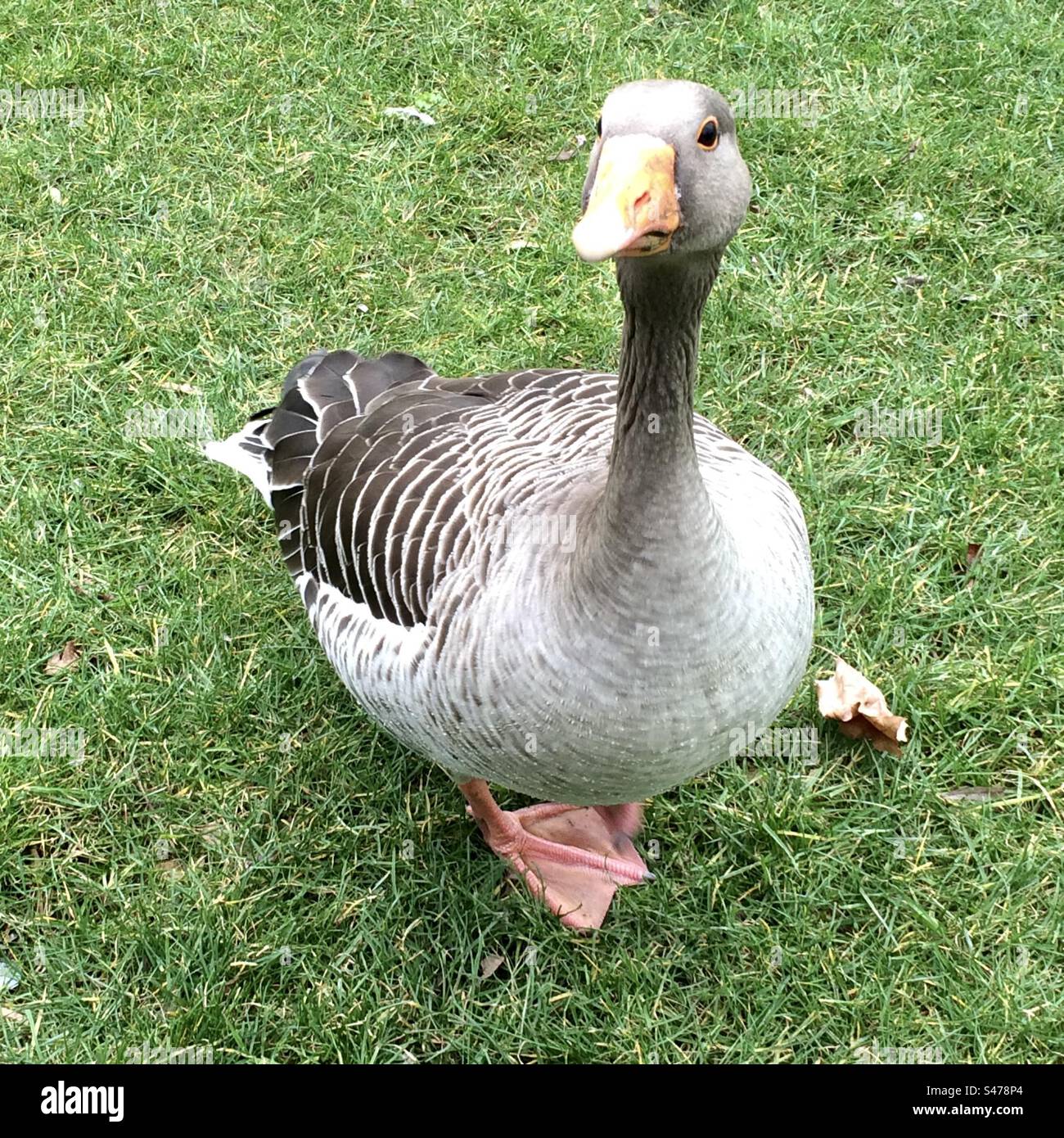 Curious Greylag Goose - Smartphone Captured Stock Image