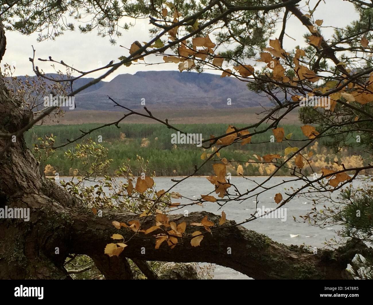 Autumn Scene - Smartphone Captured Stock Image