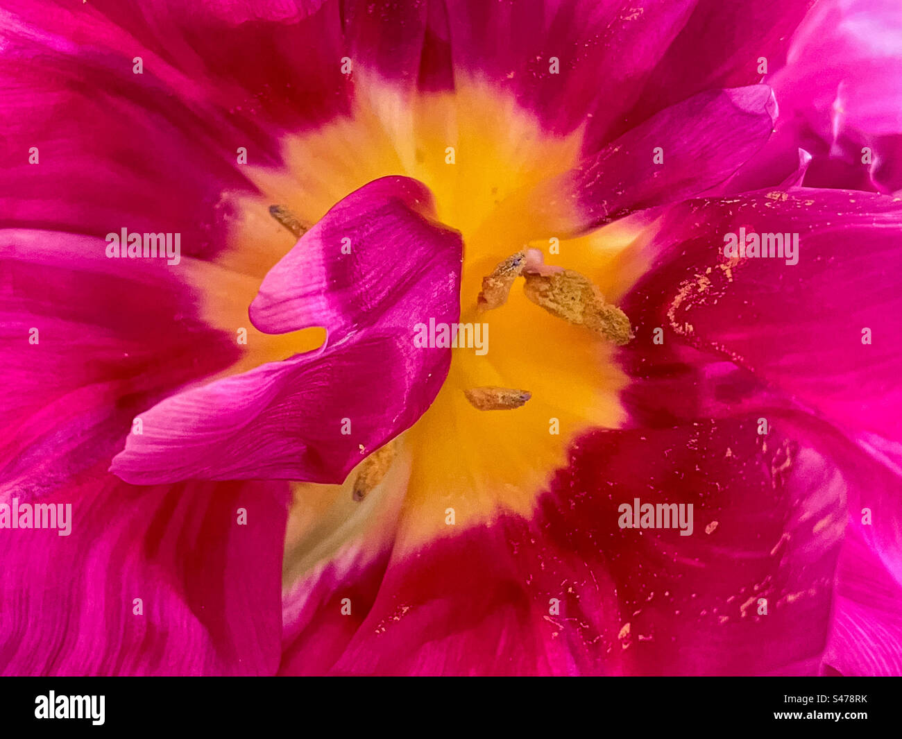 Extreme close-up of pink tulip. Full frame backgrounds. Vibrant color. Selective focus. - Smartphone Captured Stock Image