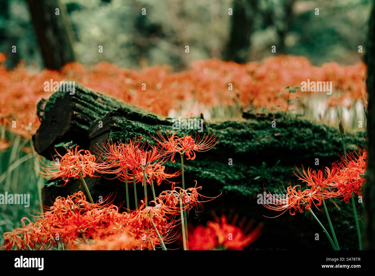 Lycoris radiata in blooming, beautiful nature photography Stock Photo