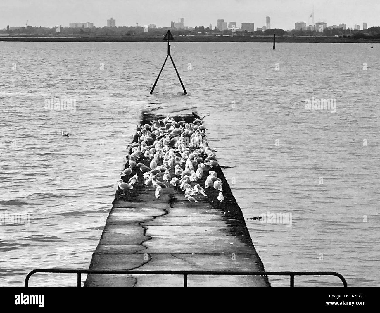 Gulls by pier Black and White Stock Photos & Images - Alamy