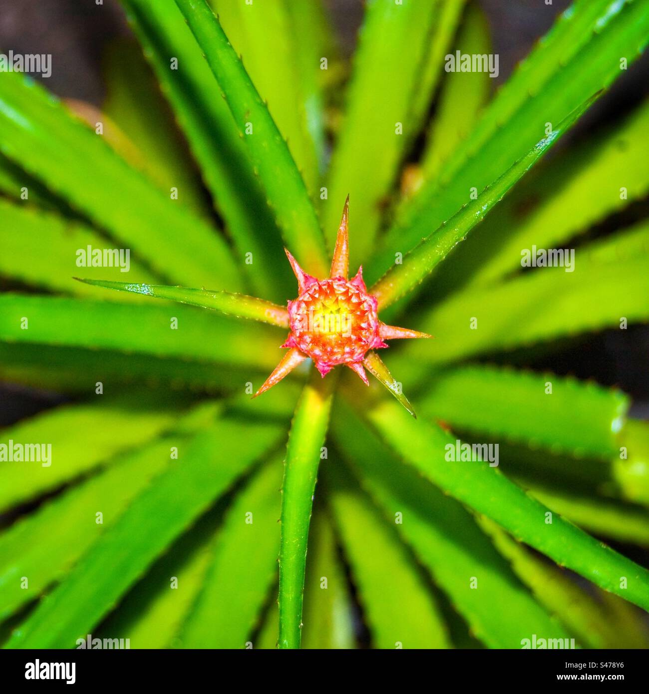 Pineapple plant bloom Stock Photo Alamy