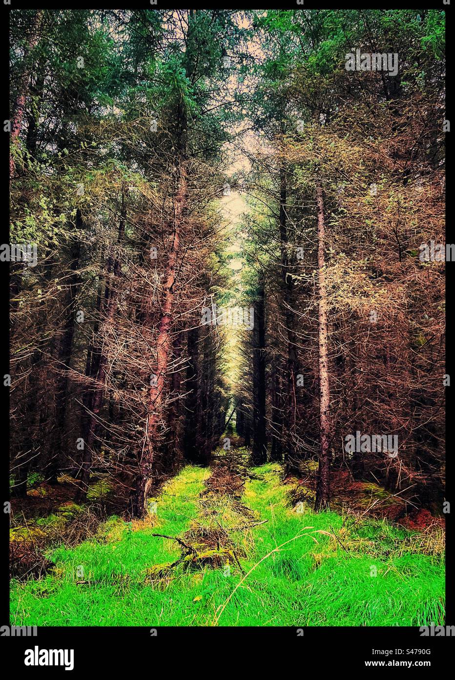 Lines of trees in a thick forest Stock Photo Alamy