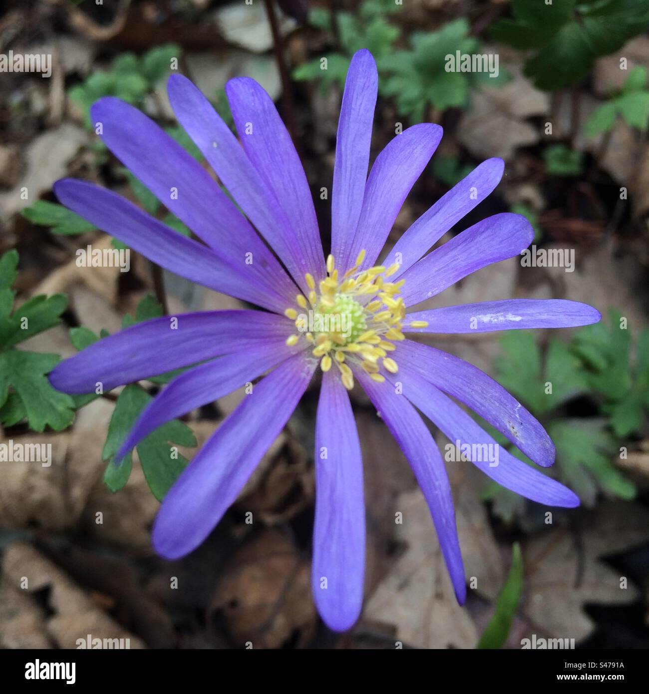 Purple Aster Flower - Smartphone Captured Stock Image