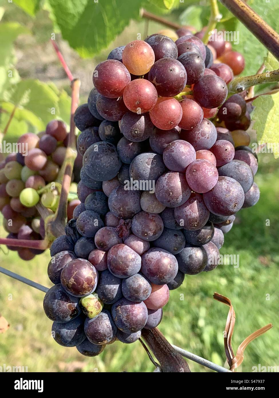 Grapes ready to be harvested in a vineyard in Kent, England Stock Photo