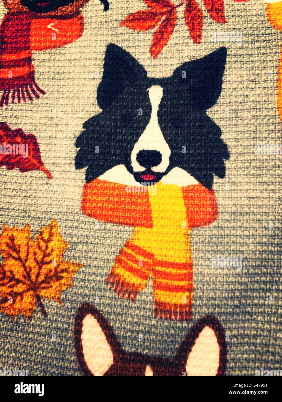 Border collie, wearing a scarf fabric, close up, 2023, United States - Smartphone Captured Stock Image