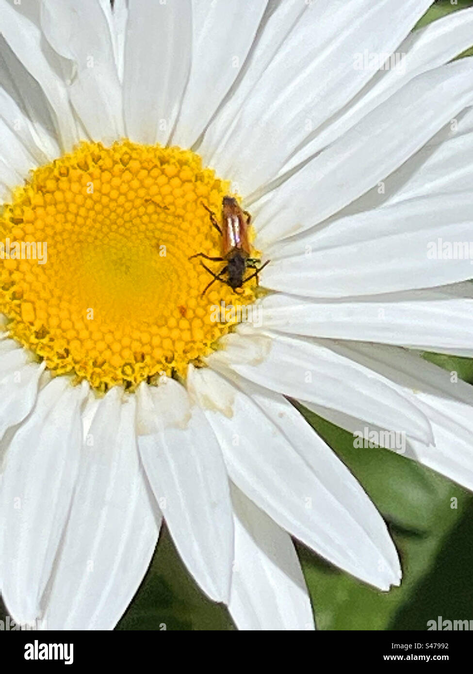 Insect on daisy flower - Smartphone Captured Stock Image