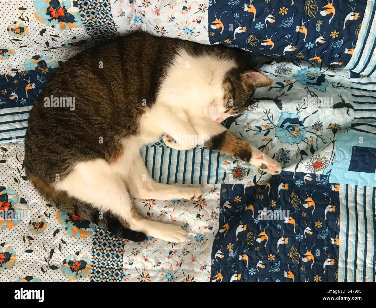 Asleep cat. - Smartphone Captured Stock Image