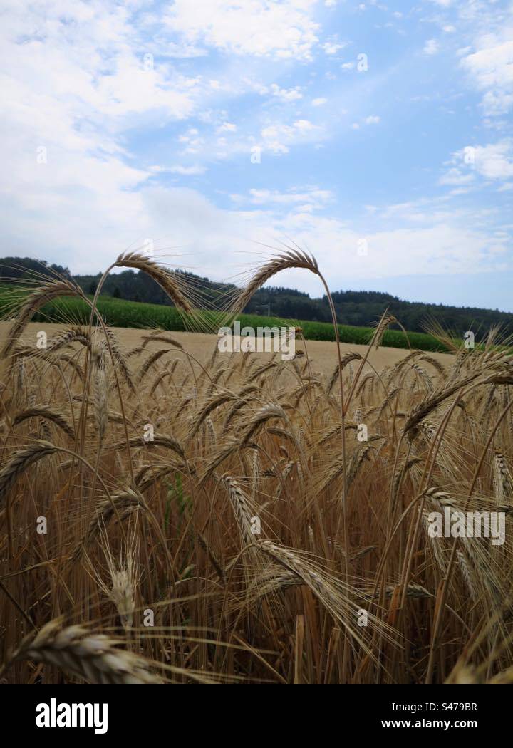 Summer Landscape! Switzerland! - Smartphone Captured Stock Image