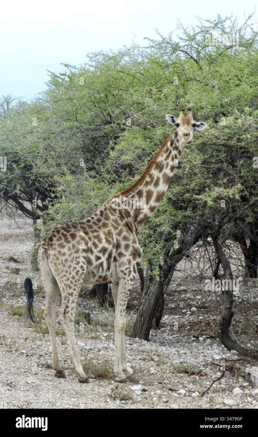Giraffe in Etosha National Park, Namibia - Smartphone Captured Stock Image