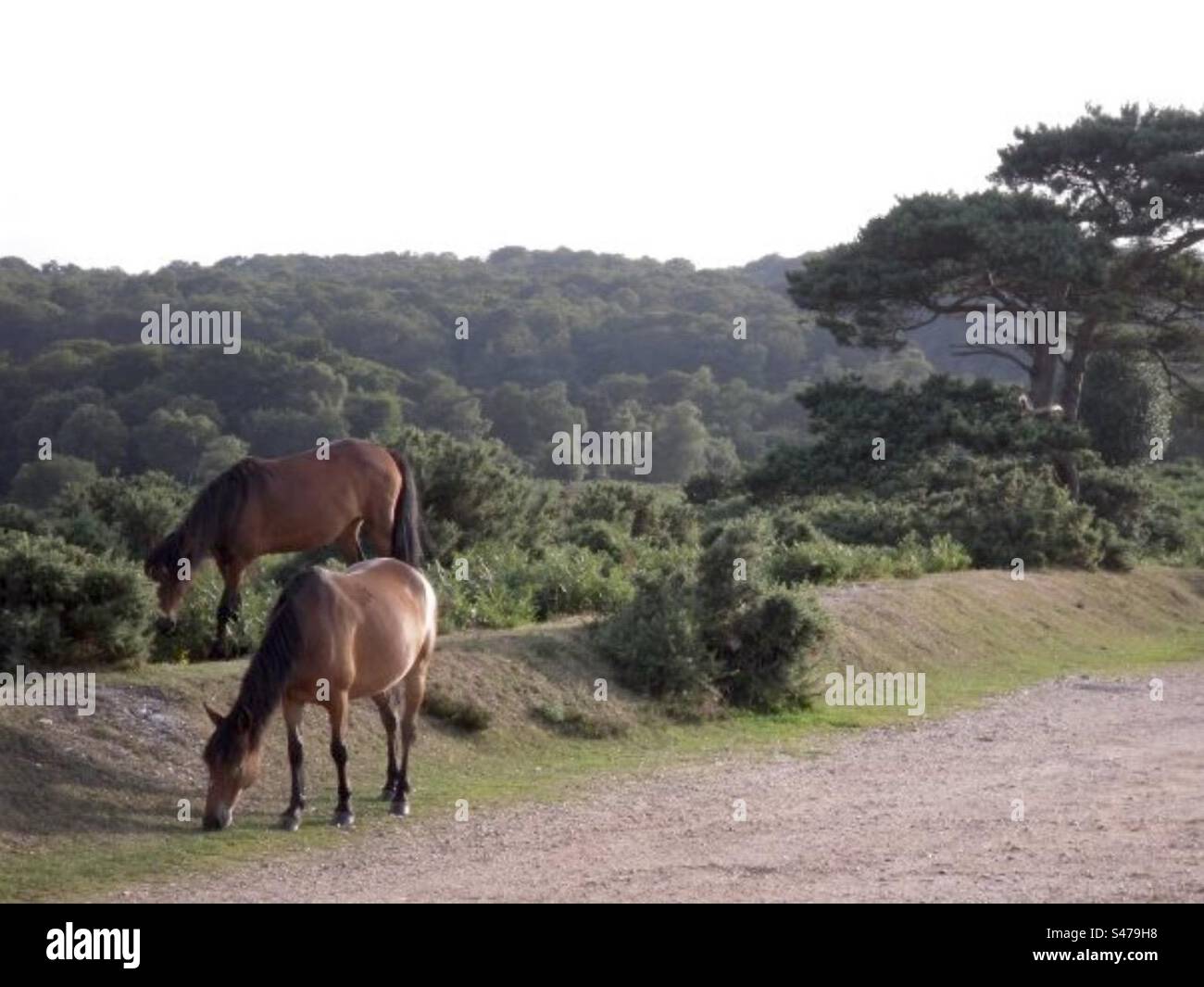 New Forest Ponies - Smartphone Captured Stock Image