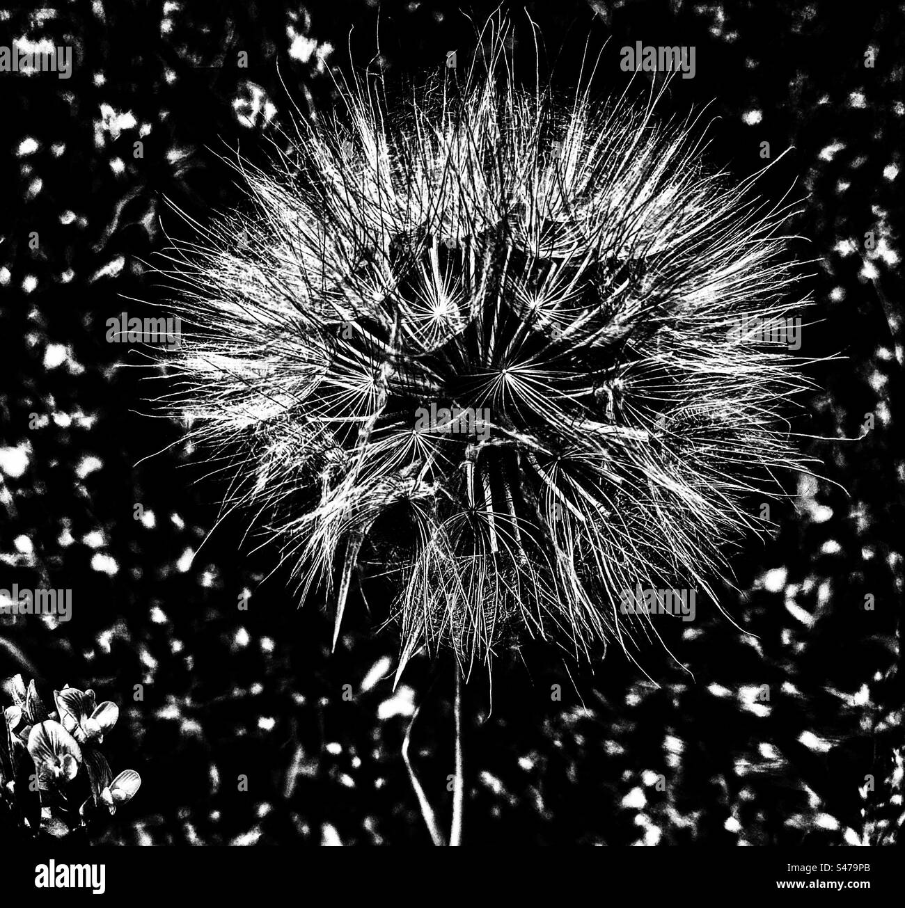 Black and white high contrast dandelion Stock Photo