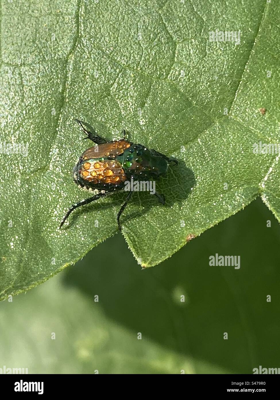 Japanese beetle on a sunflower live in Canada Stock Photo Alamy