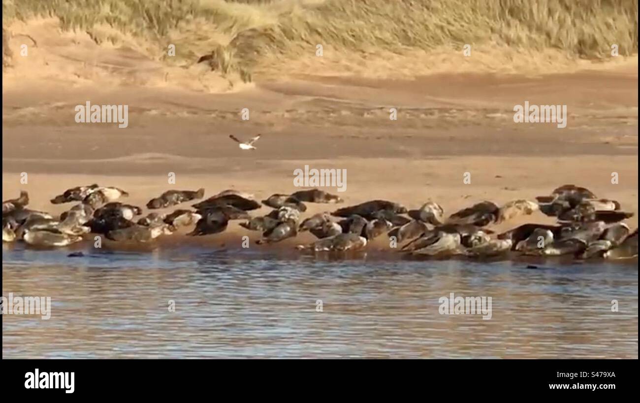 Seals on the Beach - Smartphone Captured Stock Image