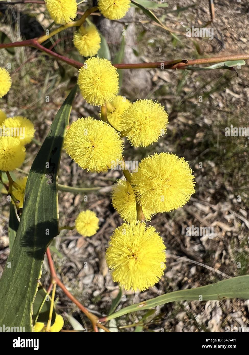 Acacia Pycnantha in bloom Stock Photo - Alamy