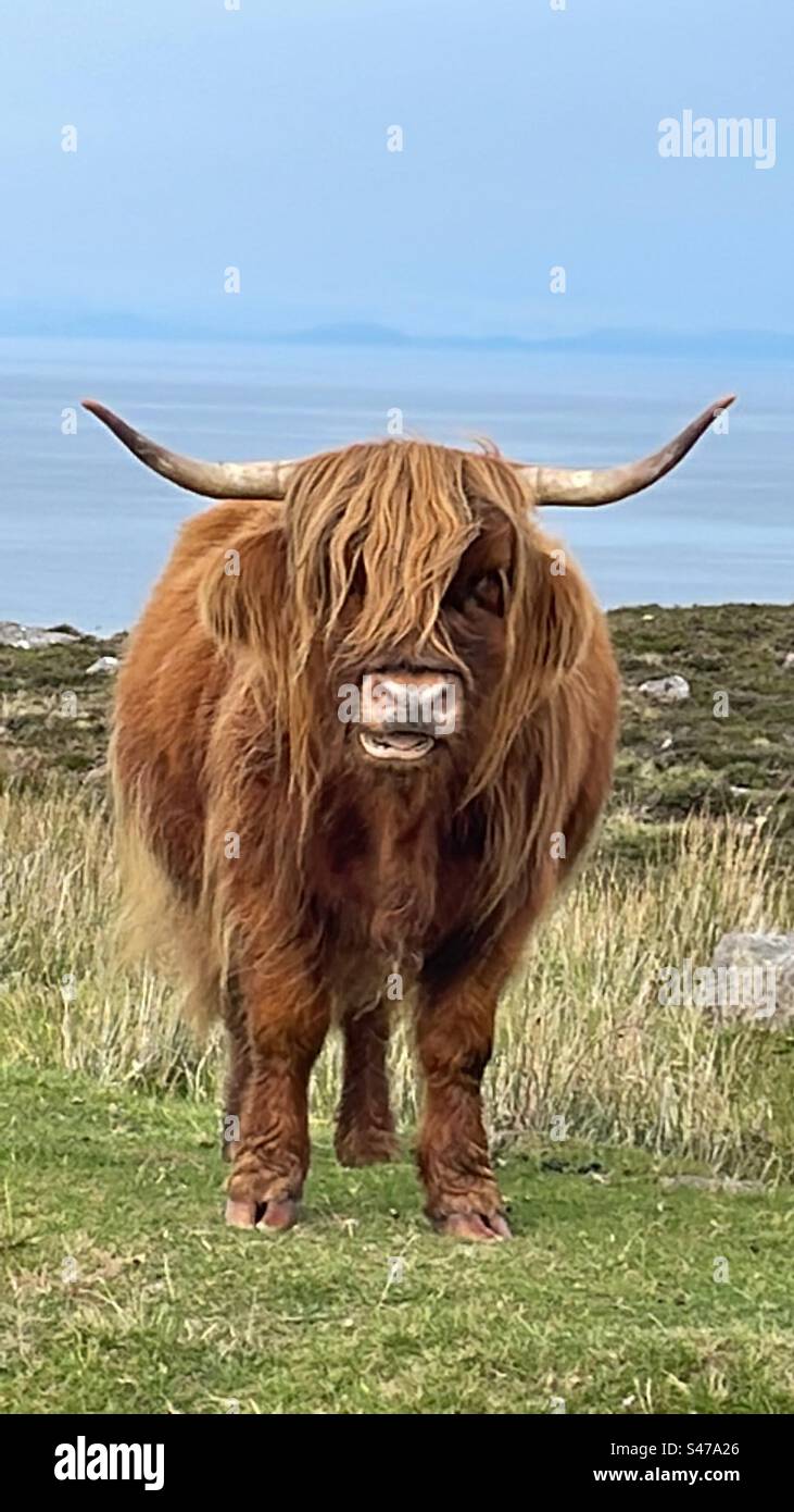 Scottisch highland cattle Stock Photo