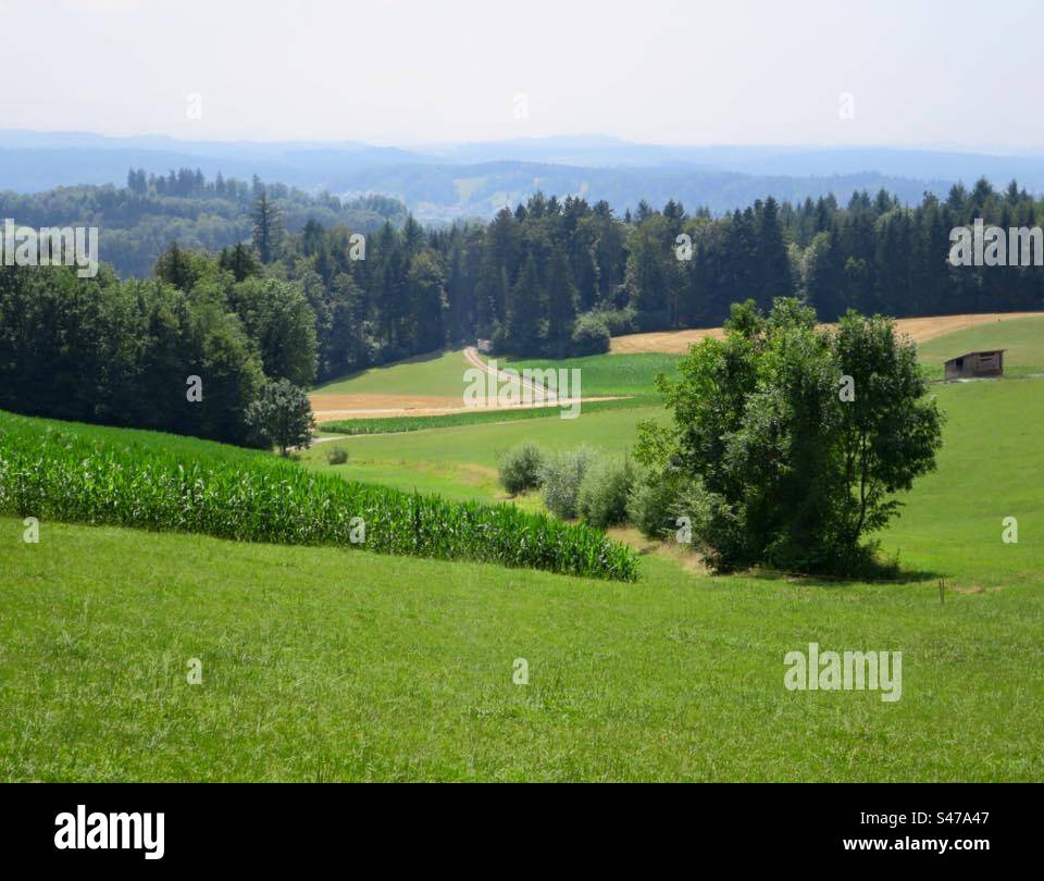 Summer Landscape! Switzerland! - Smartphone Captured Stock Image