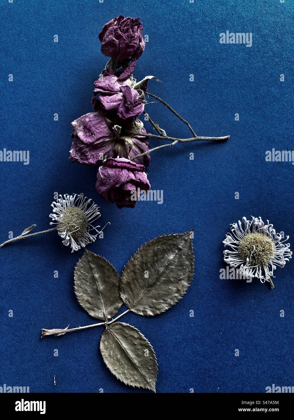 Still life with dried flowers hi-res stock photography and images - Alamy