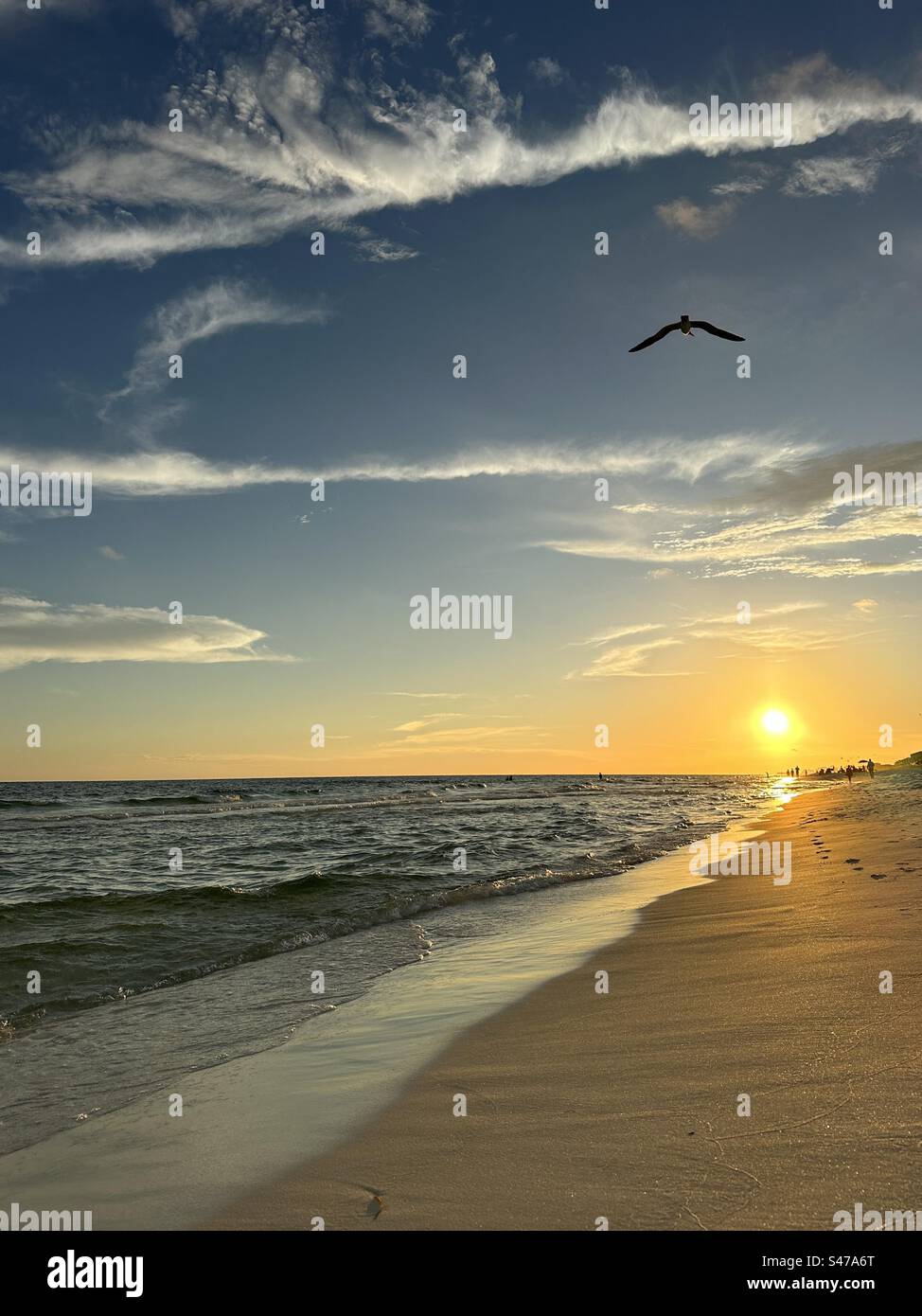 Seagull flying over the Gulf of Mexico shoreline with big golden sun setting - Smartphone Captured Stock Image