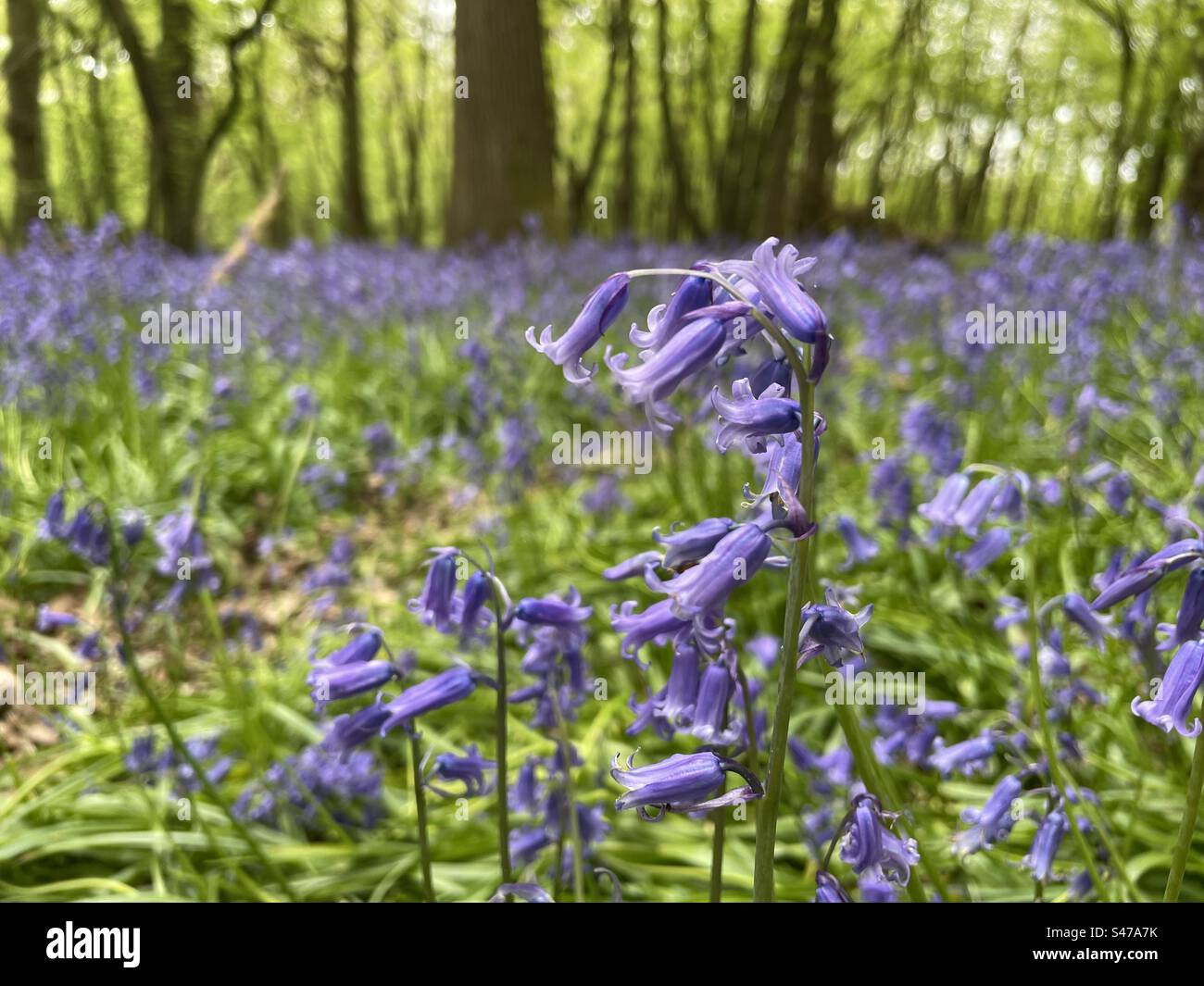 Bluebells - Smartphone Captured Stock Image