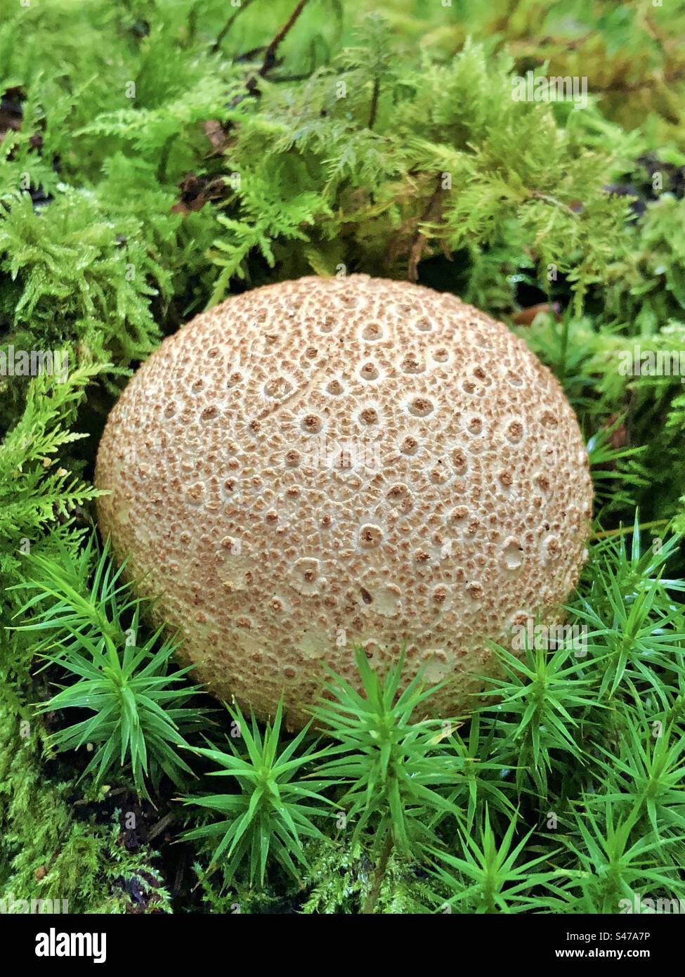 Common Earth-ball Fungus (Scleroderma Citrinum) growing in the New Forest National Park Hampshire United Kingdom - Smartphone Captured Stock Image
