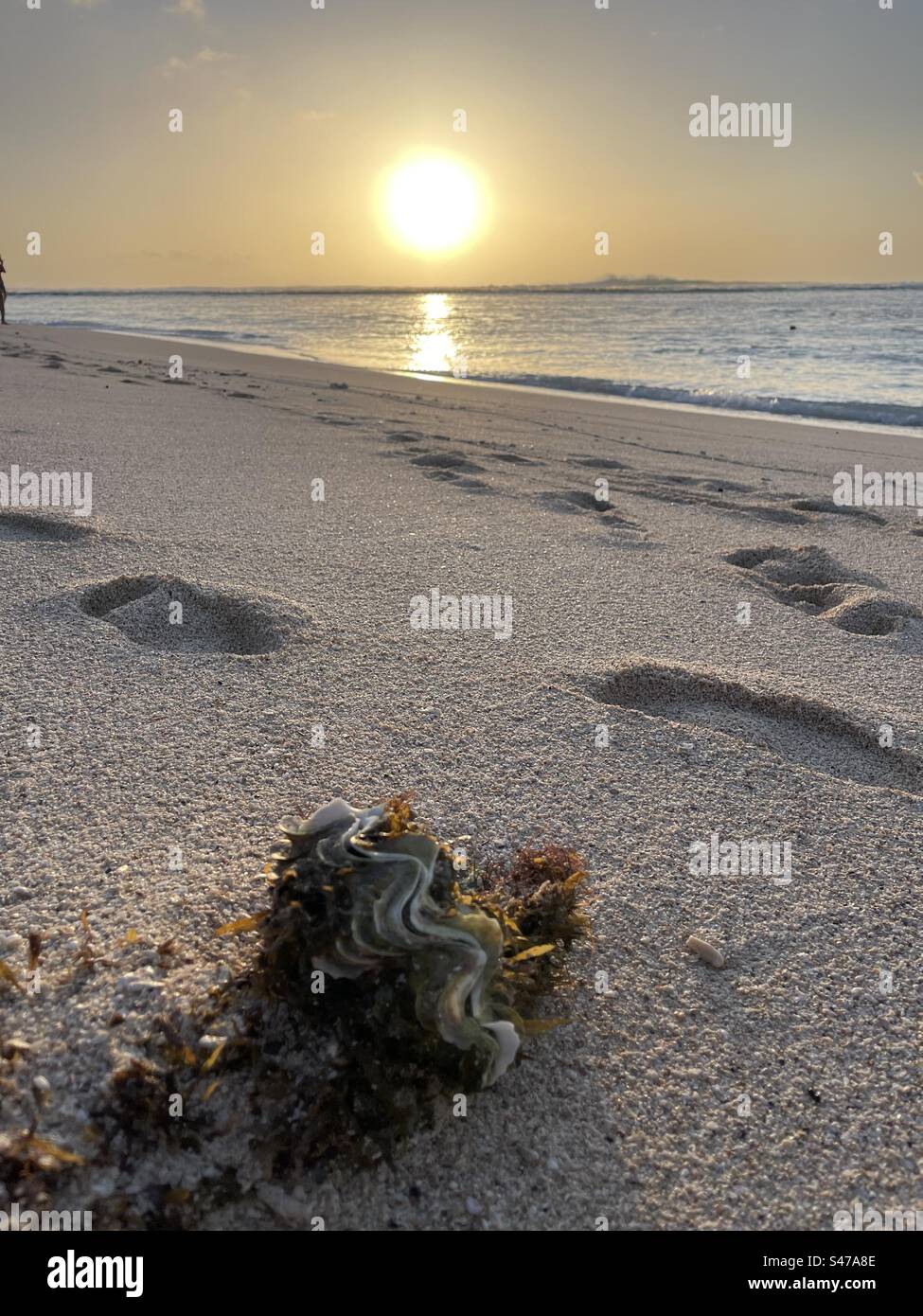 Shell at the beach hi-res stock photography and images - Alamy
