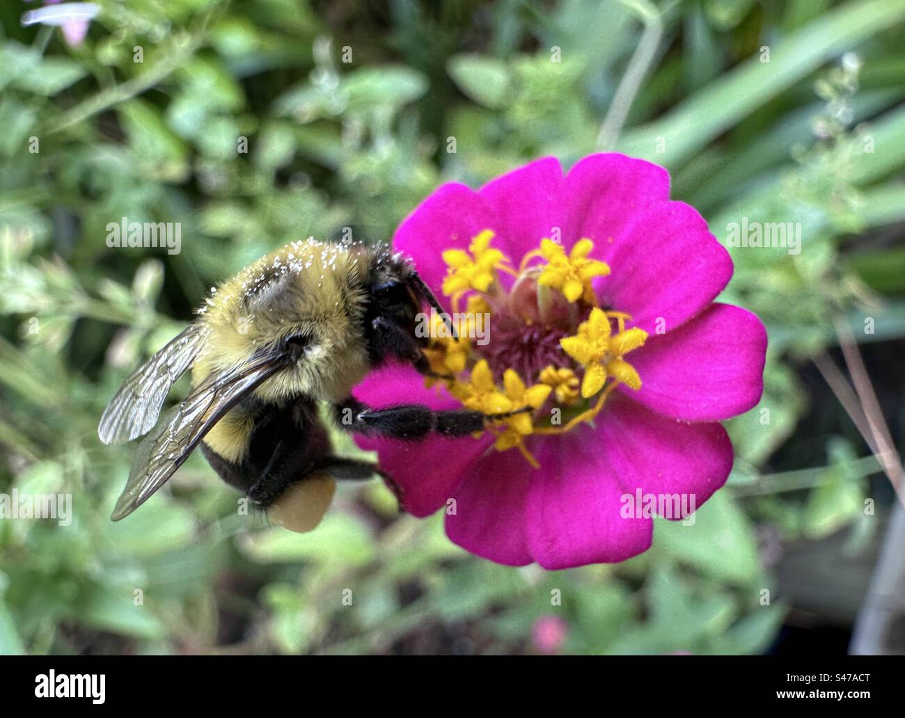 Bumble bee on miniature zinnia flower in Florida - Smartphone Captured Stock Image