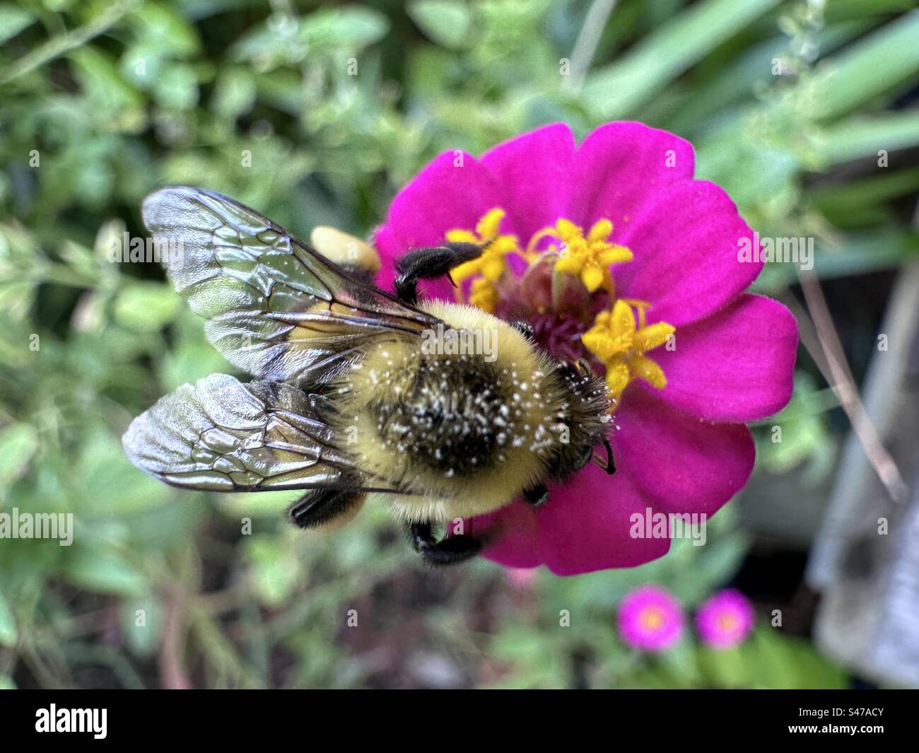 Bumble  bee on miniature zinnia flower in Florida - Smartphone Captured Stock Image