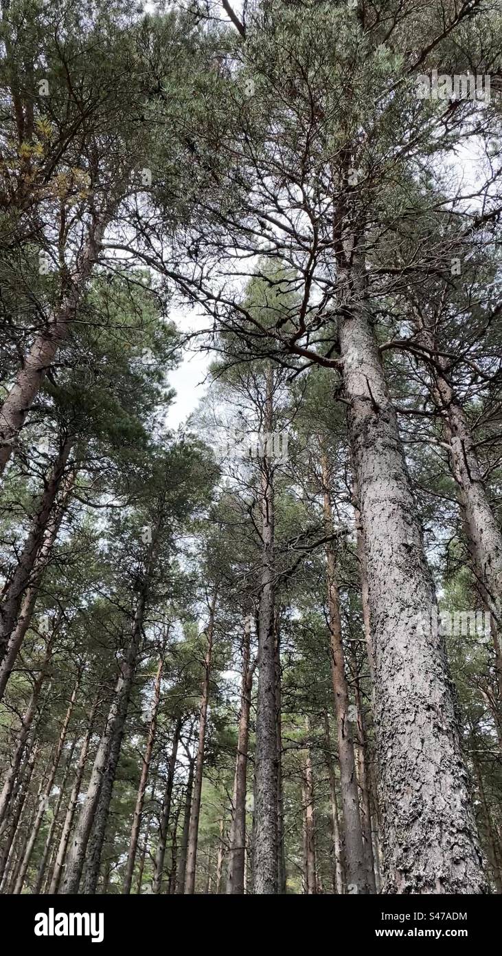 Canopy camp hi-res stock photography and images - Alamy