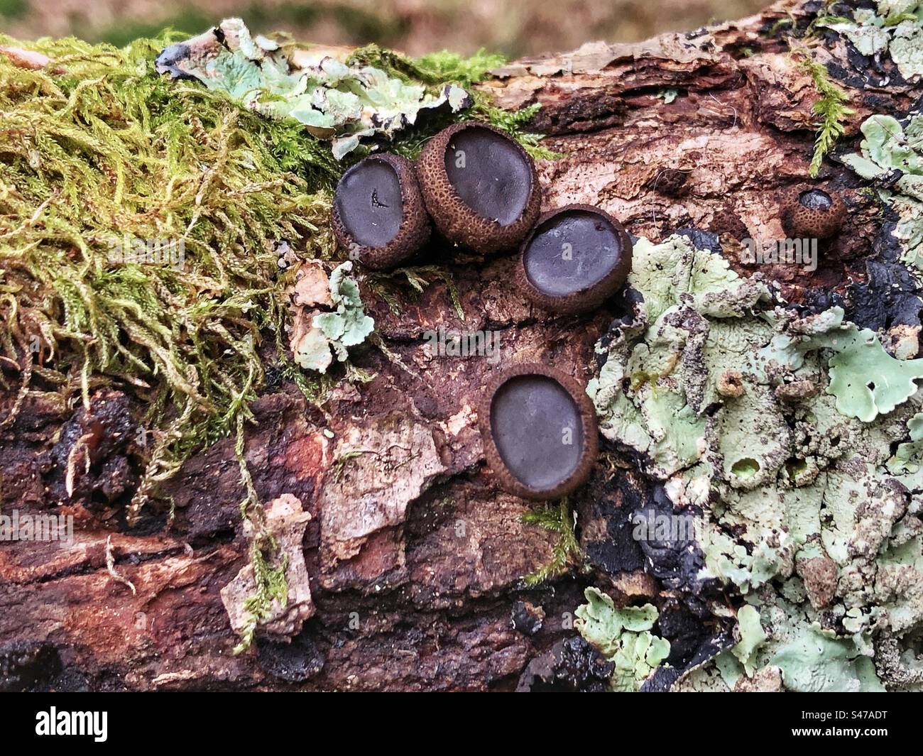 Black Bulgar fungus (Bulgaria inquinans) New Forest National Park United Kingdom Stock Photo