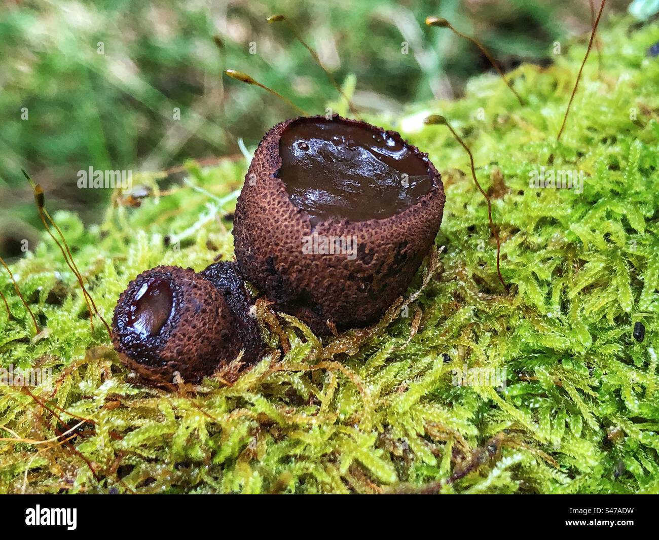 Black Bulgar fungus (Bulgaria inquinans) New Forest National Park United Kingdom Stock Photo