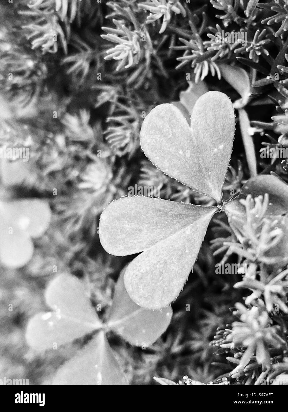Out of love for nature hi-res stock photography and images - Alamy