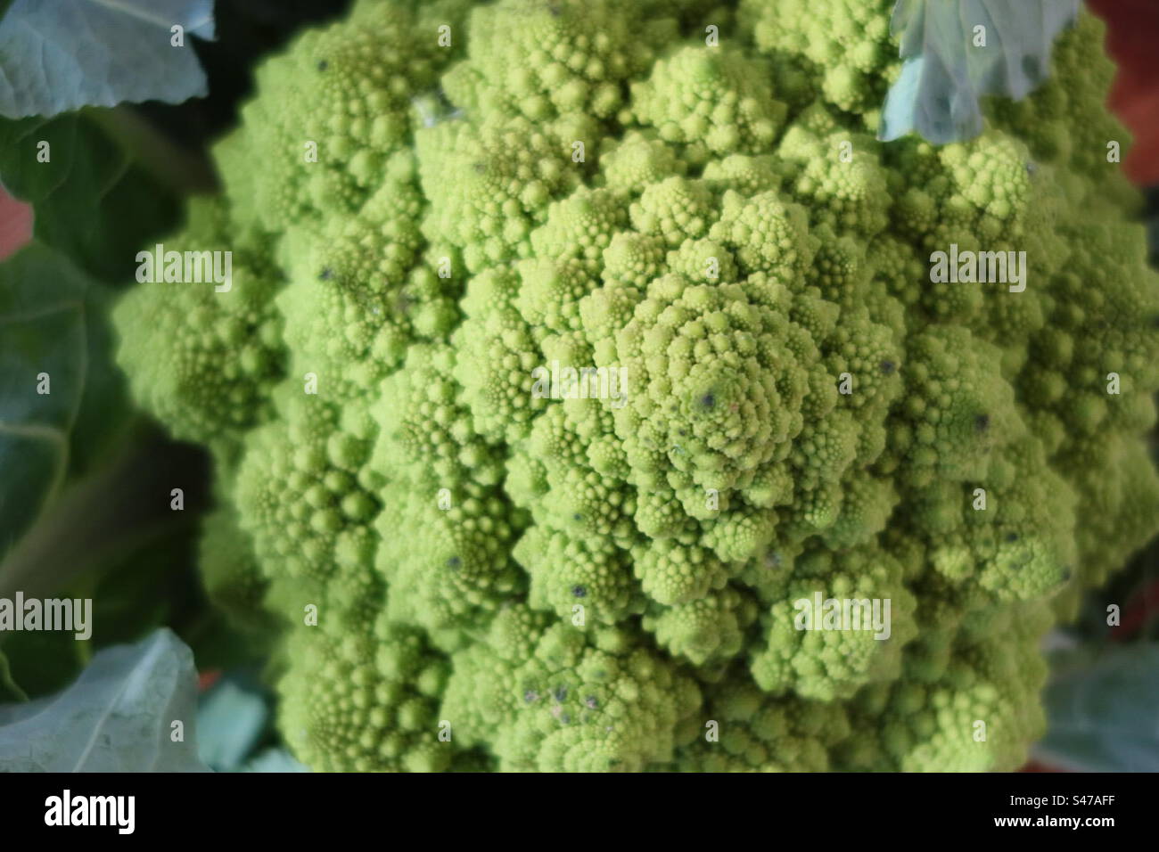 Close up of a romanesco cauliflower Stock Photo