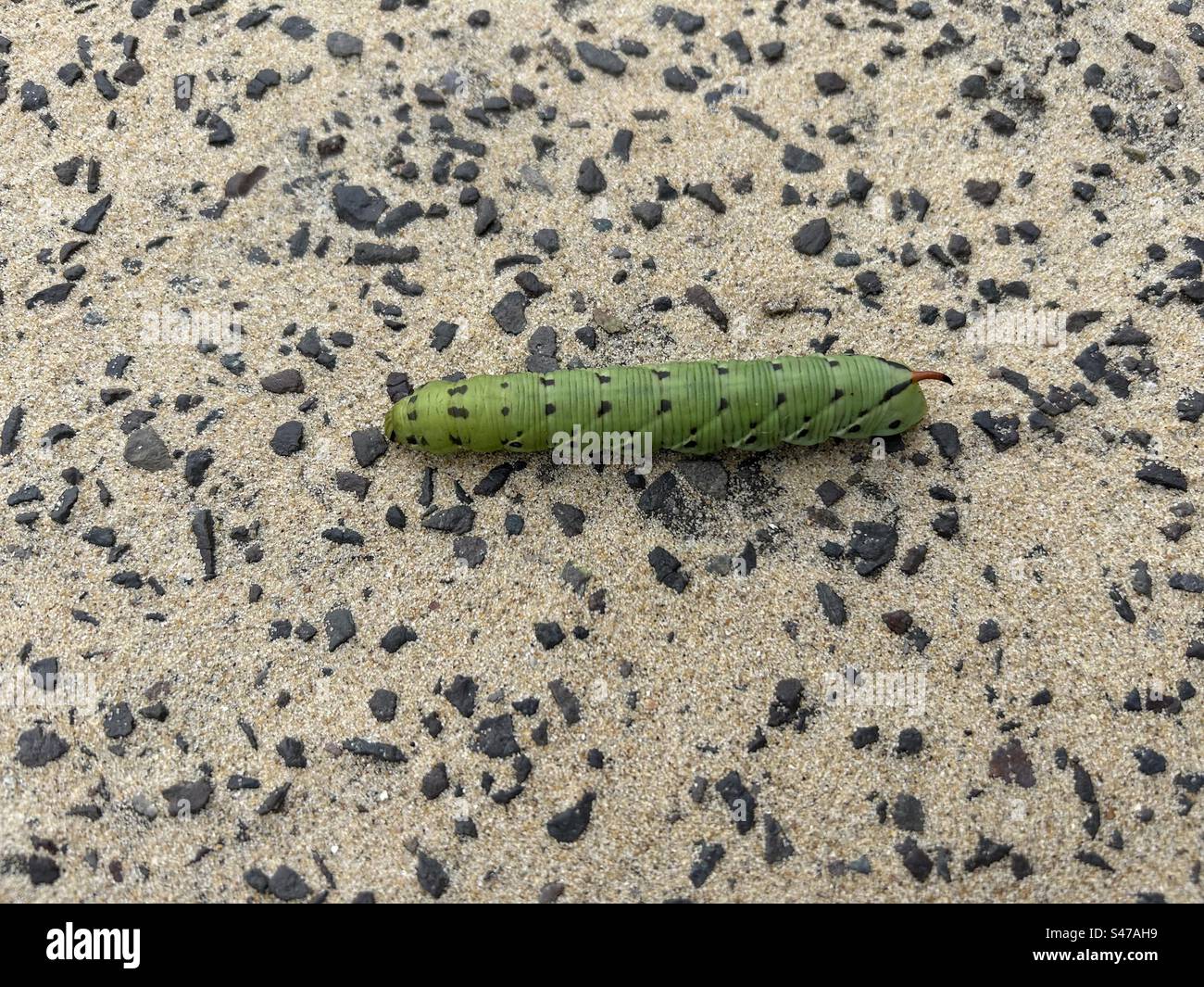 Hawk Moth Caterpillar. Convolvulus Hawkmoth Caterpillar, Bournemouth