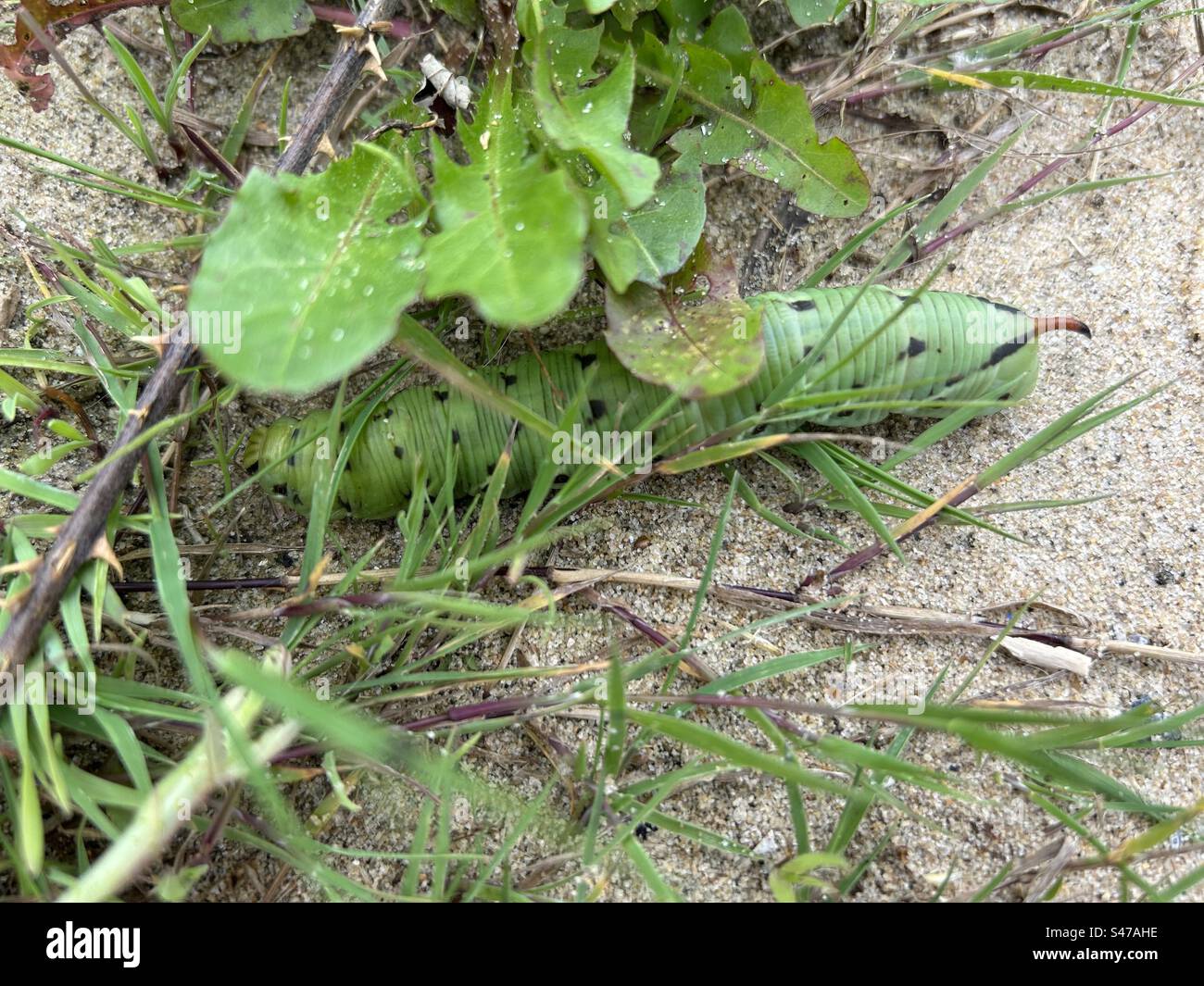 Hawk Moth Caterpillar. Convolvulus Hawkmoth Caterpillar, Bournemouth