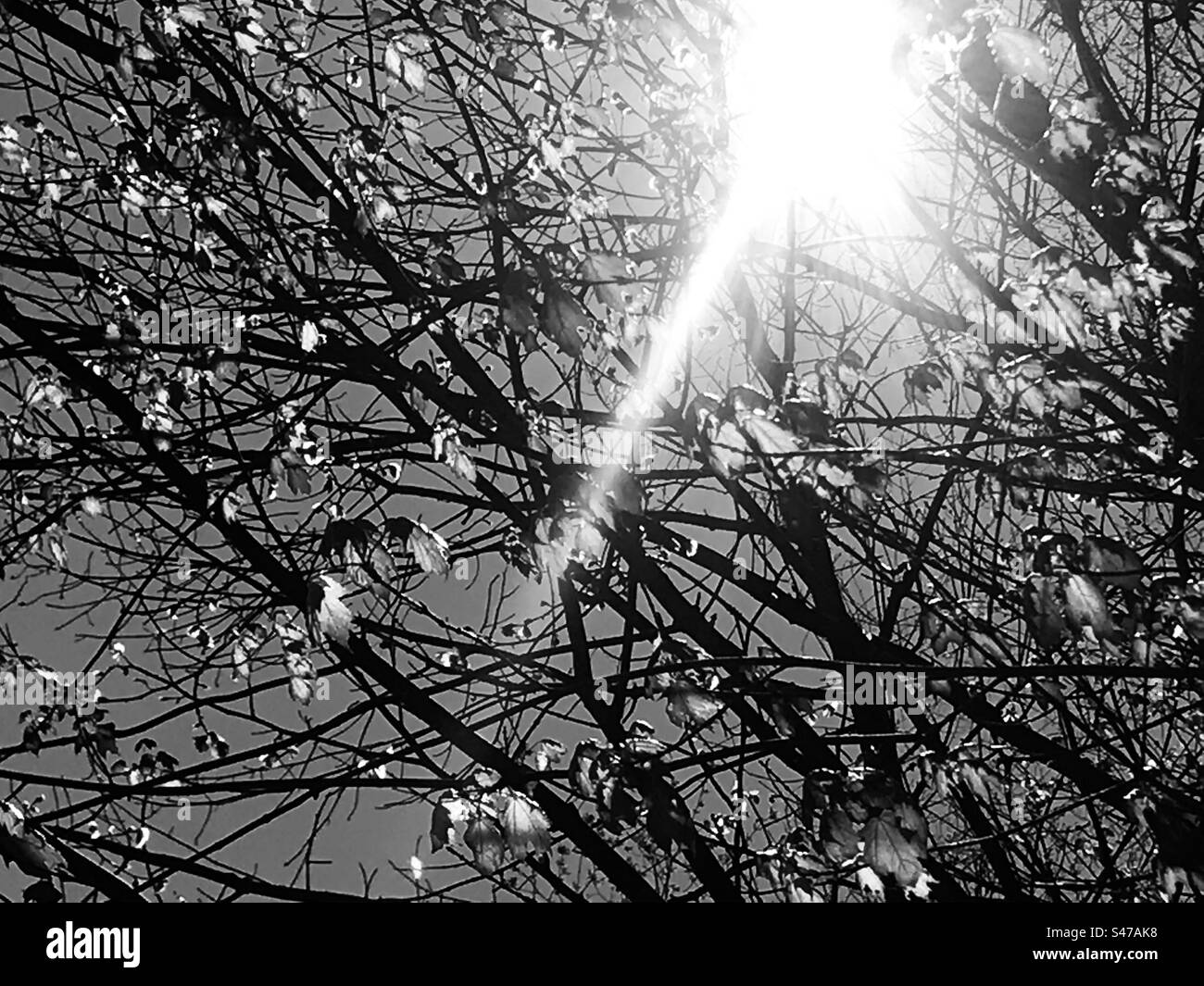 Sunlight burst through tree branches on a spring day - black and white Stock Photo