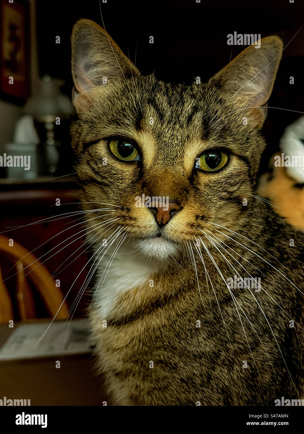 Tabby cat portrait - Smartphone Captured Stock Image