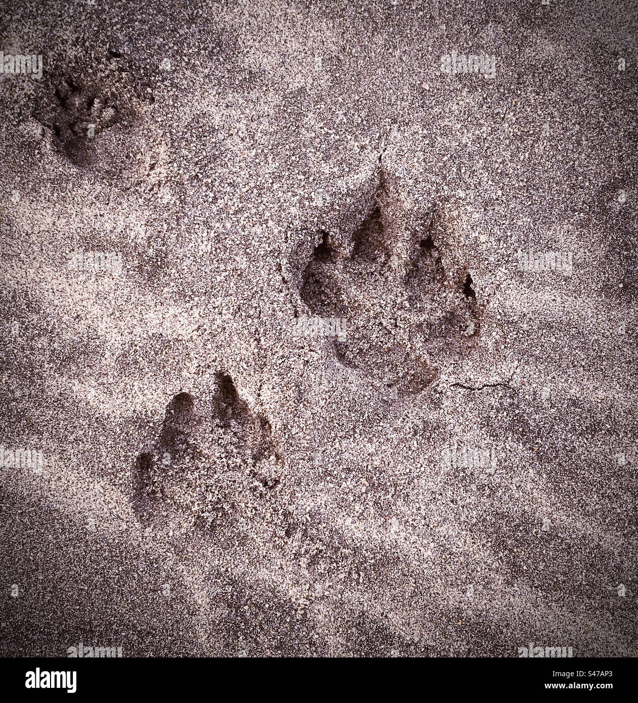 An animal’s footprints in the sand on the Skeleton Coast in Namibia - Smartphone Captured Stock Image
