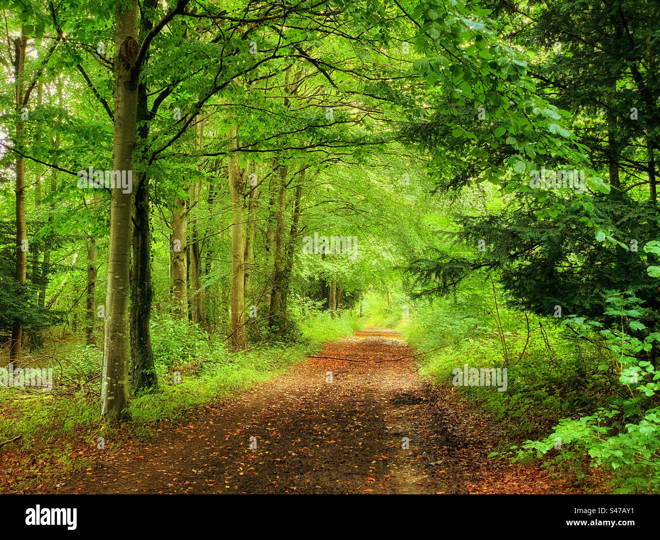 A muddy path through a green woodland area. I wonder what’s ahead? Photo ©️ COLIN HOSKINS. - Smartphone Captured Stock Image