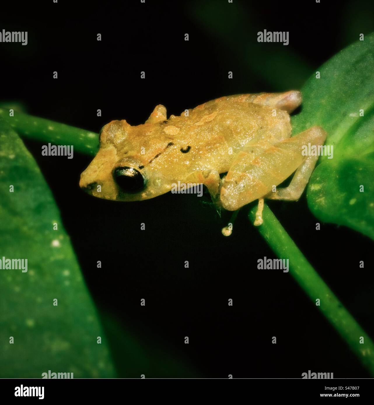 Kichwa rain frog in the Amazon rainforest, Ecuador - Smartphone Captured Stock Image