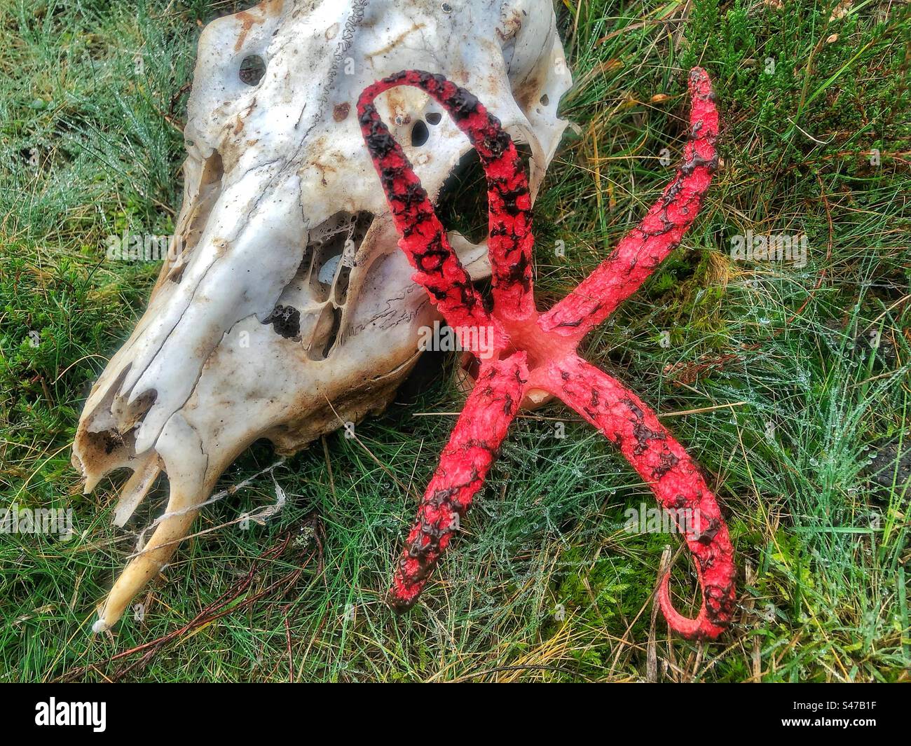 Devil's Fingers fungus (Clathrus archeri) and sometimes referred to as the Octopus stinkhorn and Squid Fungus, emerging from its slimy, gelatinous 'egg'. in November at Lyndhurst, in the New Forest - Smartphone Captured Stock Image
