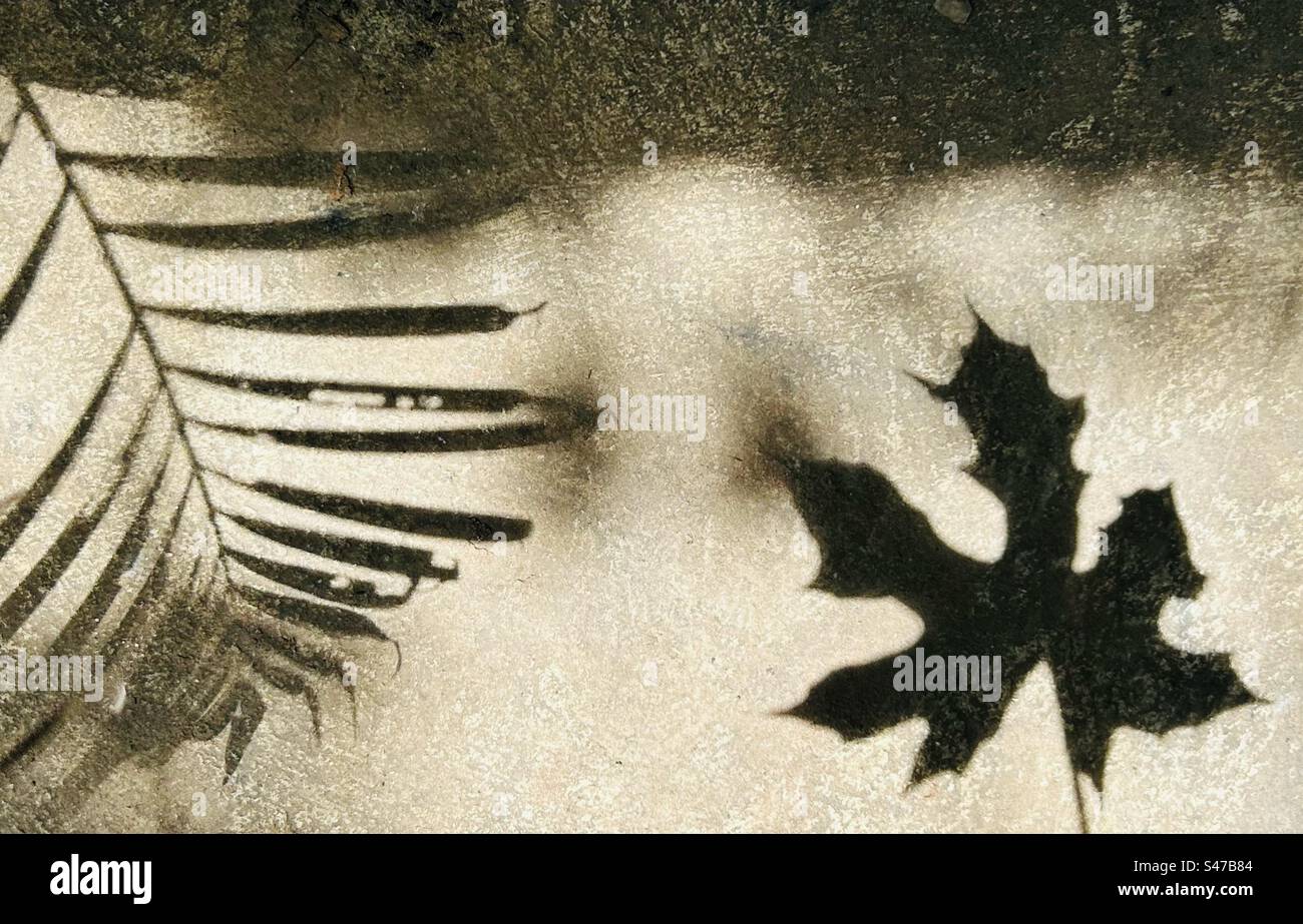 "Light and shadow created by leaves Stock Photo Alamy