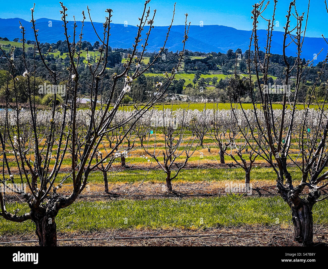 Scenic shot of cherry trees in bloom against trees, grassland, mountain ranges and blue sky. Springtime in Wandin East, Victoria, Australia. - Smartphone Captured Stock Image