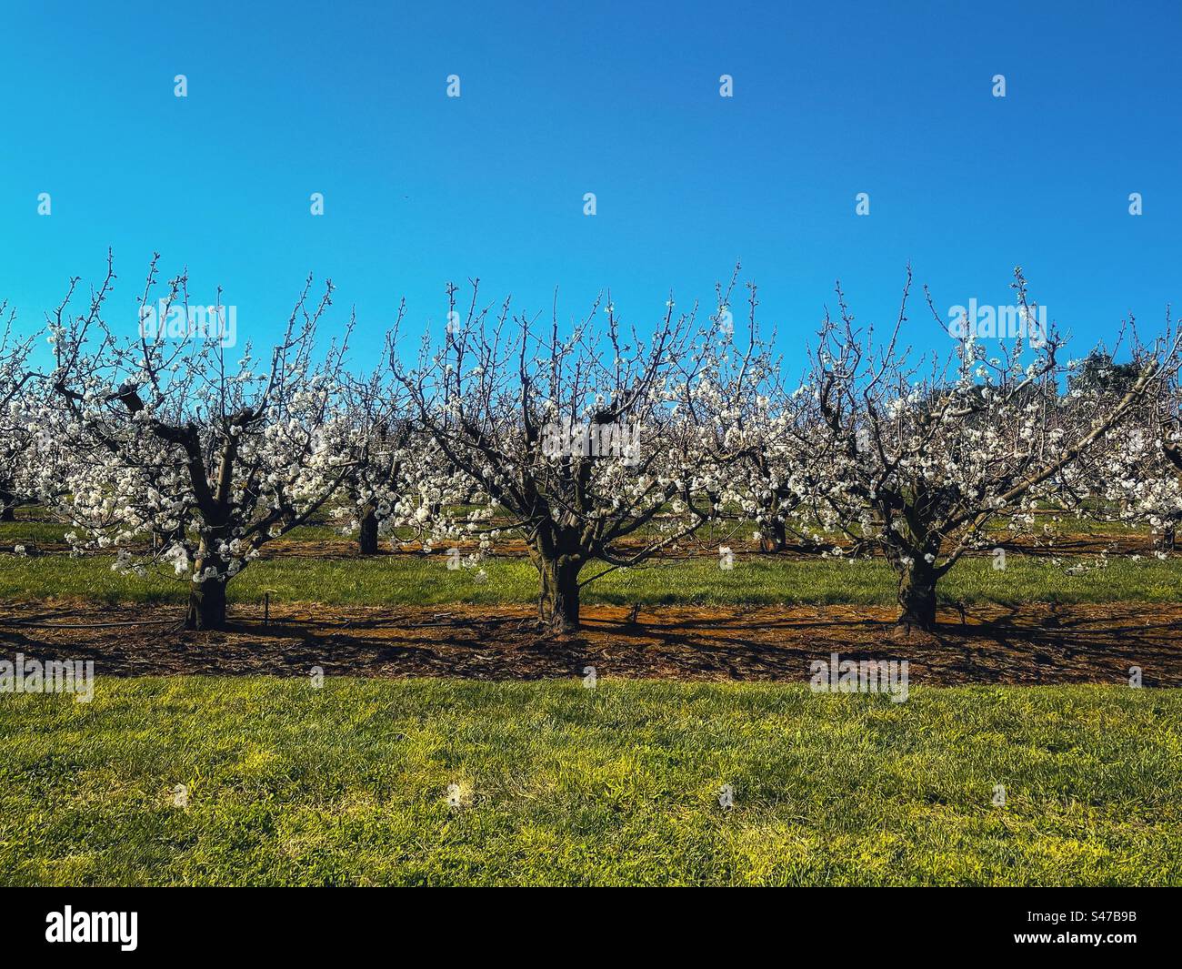 A field of cherry trees in bloom against clear, blue sky in springtime with copy space. - Smartphone Captured Stock Image