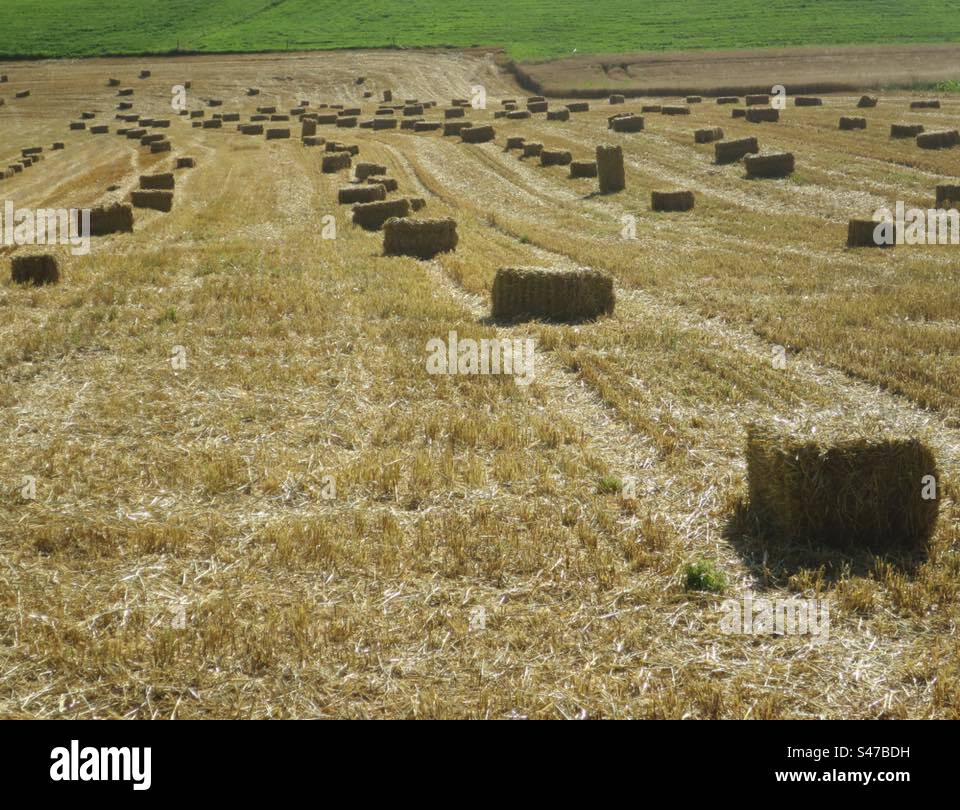 Bales Of Straw! Switzerland! - Smartphone Captured Stock Image