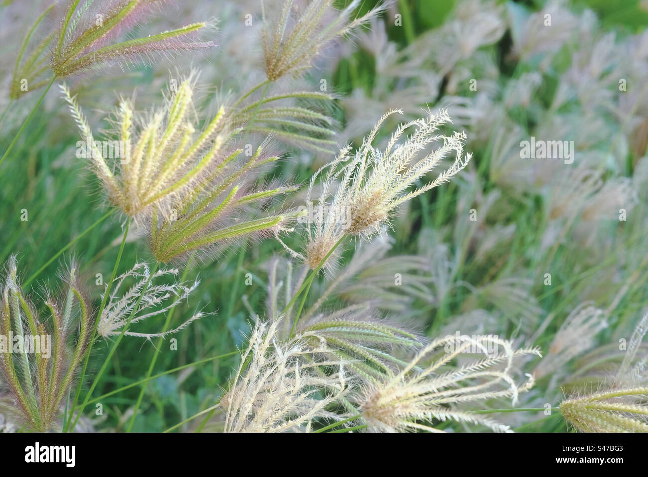 Natural background of tropical vegetation Stock Photo - Alamy