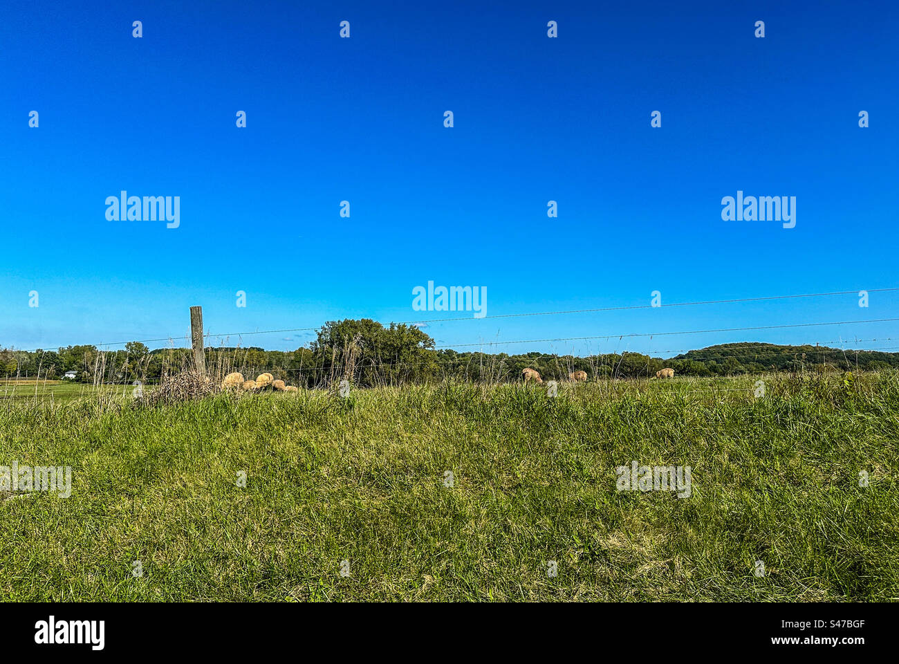 Beautiful sunny day with sheep - Smartphone Captured Stock Image