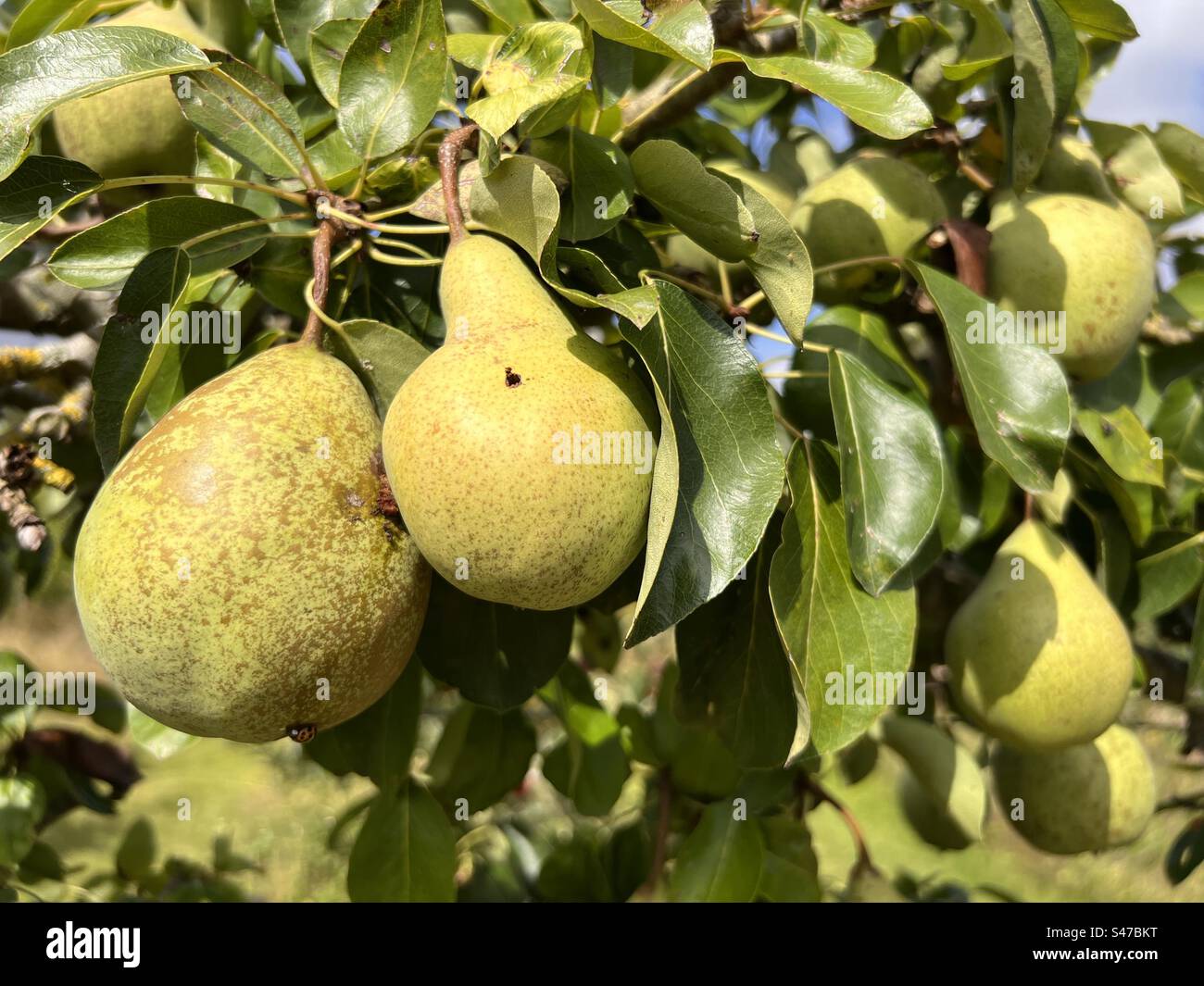 Close up of pears hanging on organic orchard garden the ripe juicy fruit on branches with green leaves in Summer - Smartphone Captured Stock Image