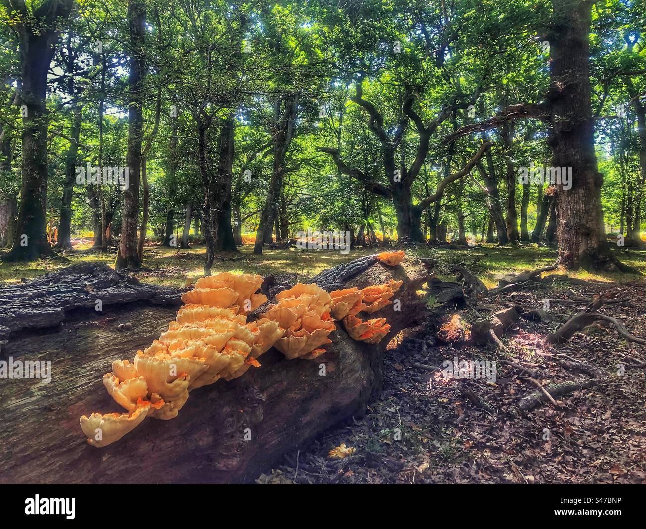 Chicken of the woods (Laetiporus sulphureus) growing in a rotting tree in the New Forest National Park Hampshire United Kingdom - Smartphone Captured Stock Image